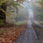 Landstraße, die durch einen Wald führt